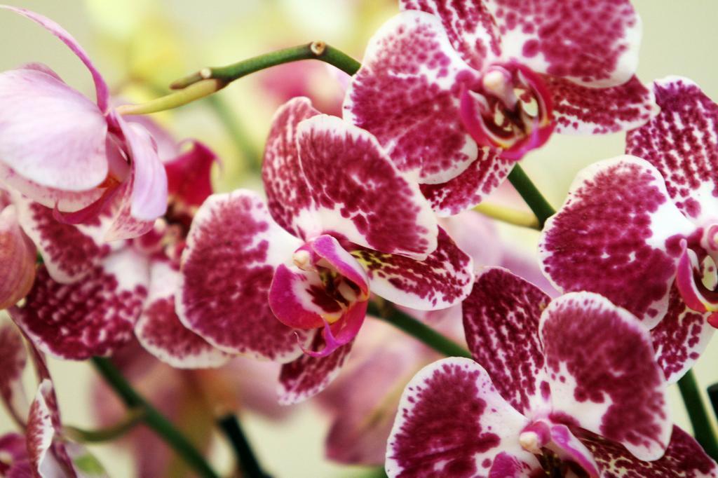 Orchidea Apartman Eger Luaran gambar